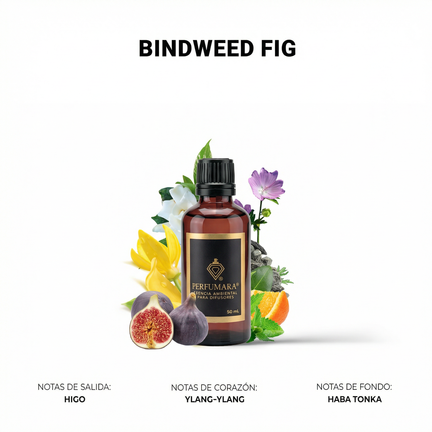 Bindweed fig