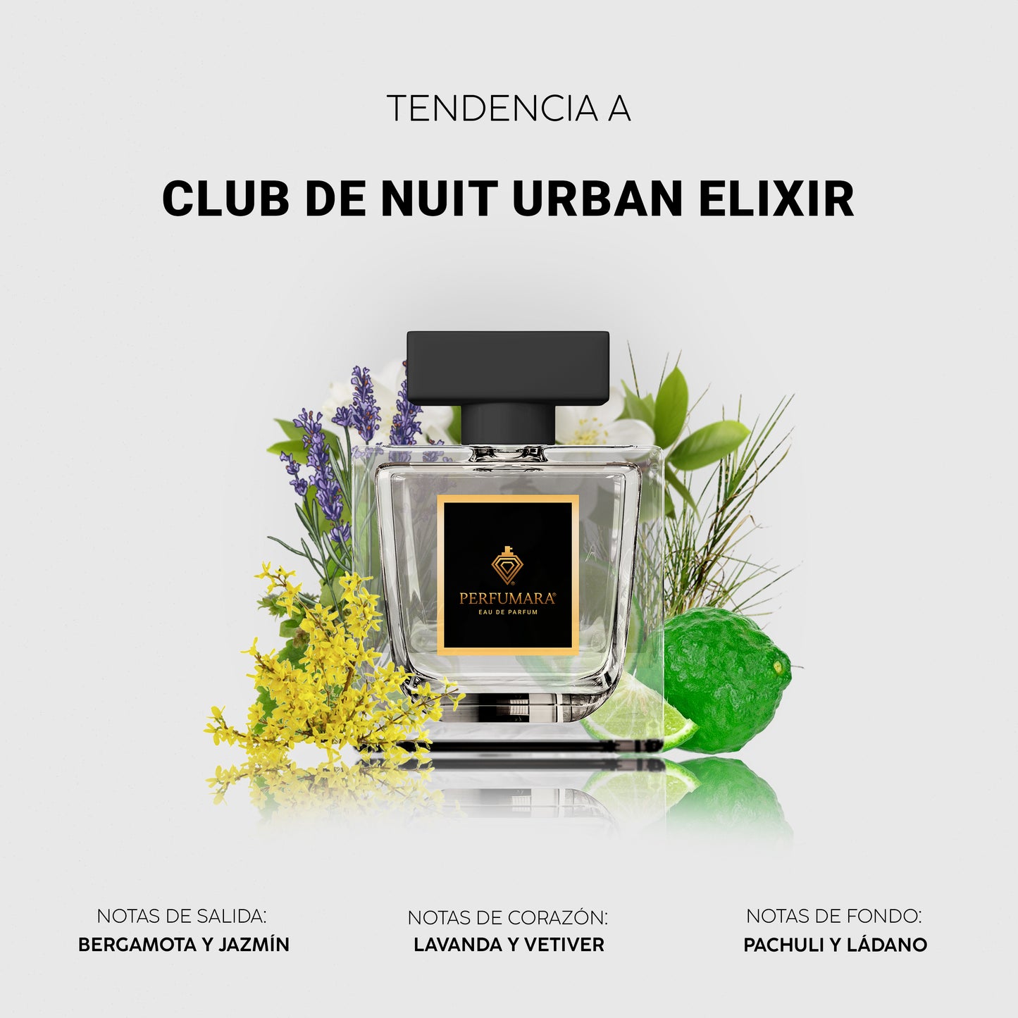 Tendencia a CClub de nuit urban elixir