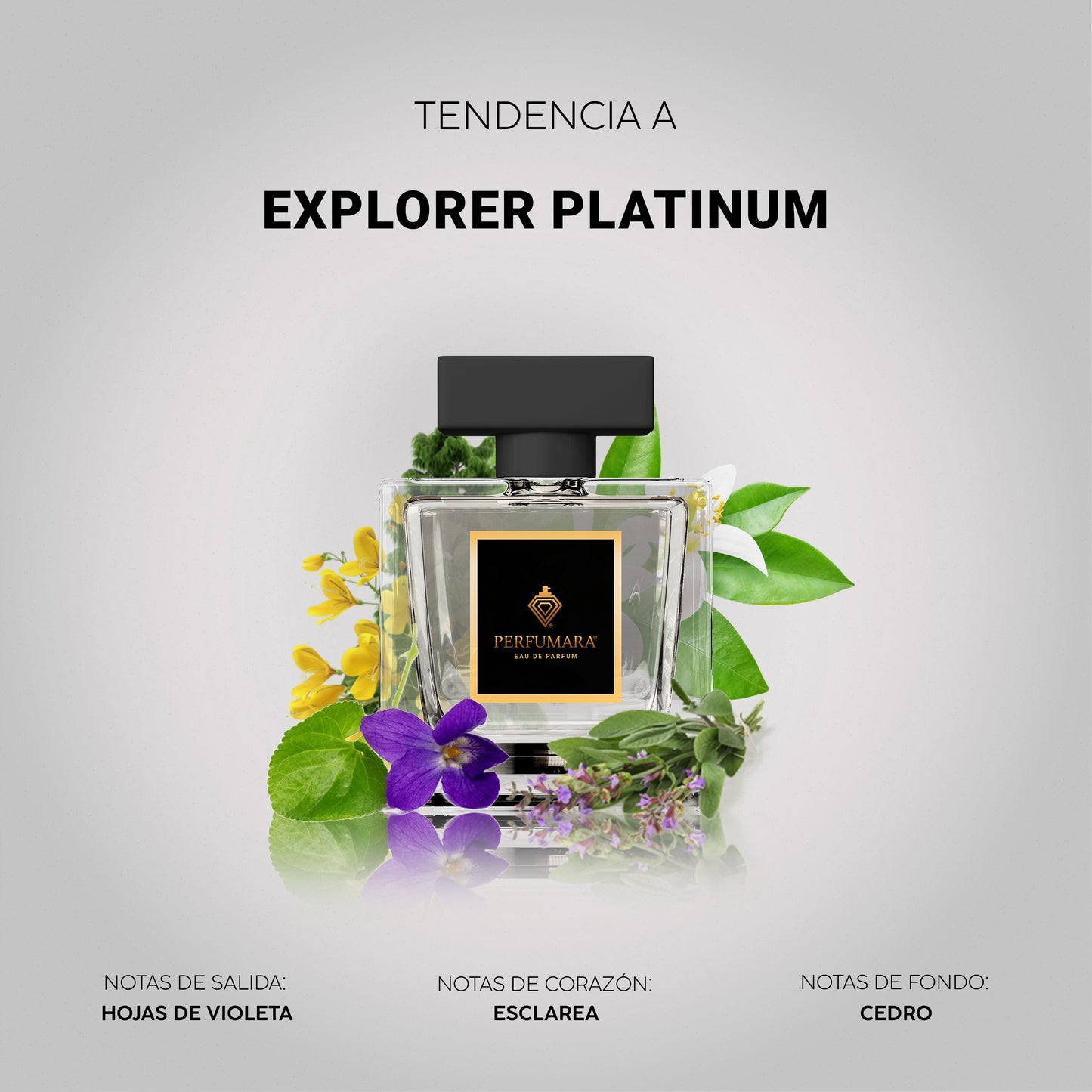 Tendencia a CExplorer Platinum
