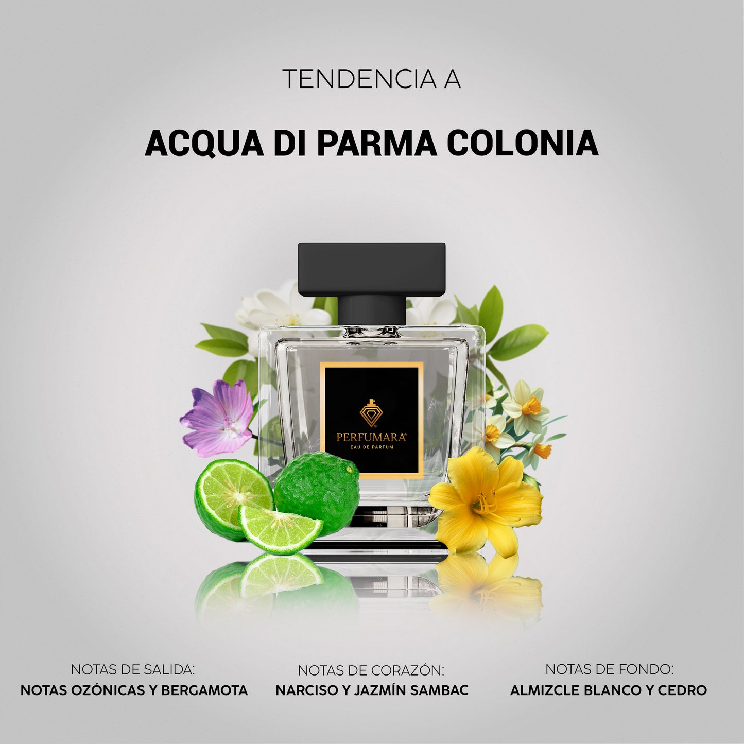 Tendencia a UAcqua di Parma Colonia