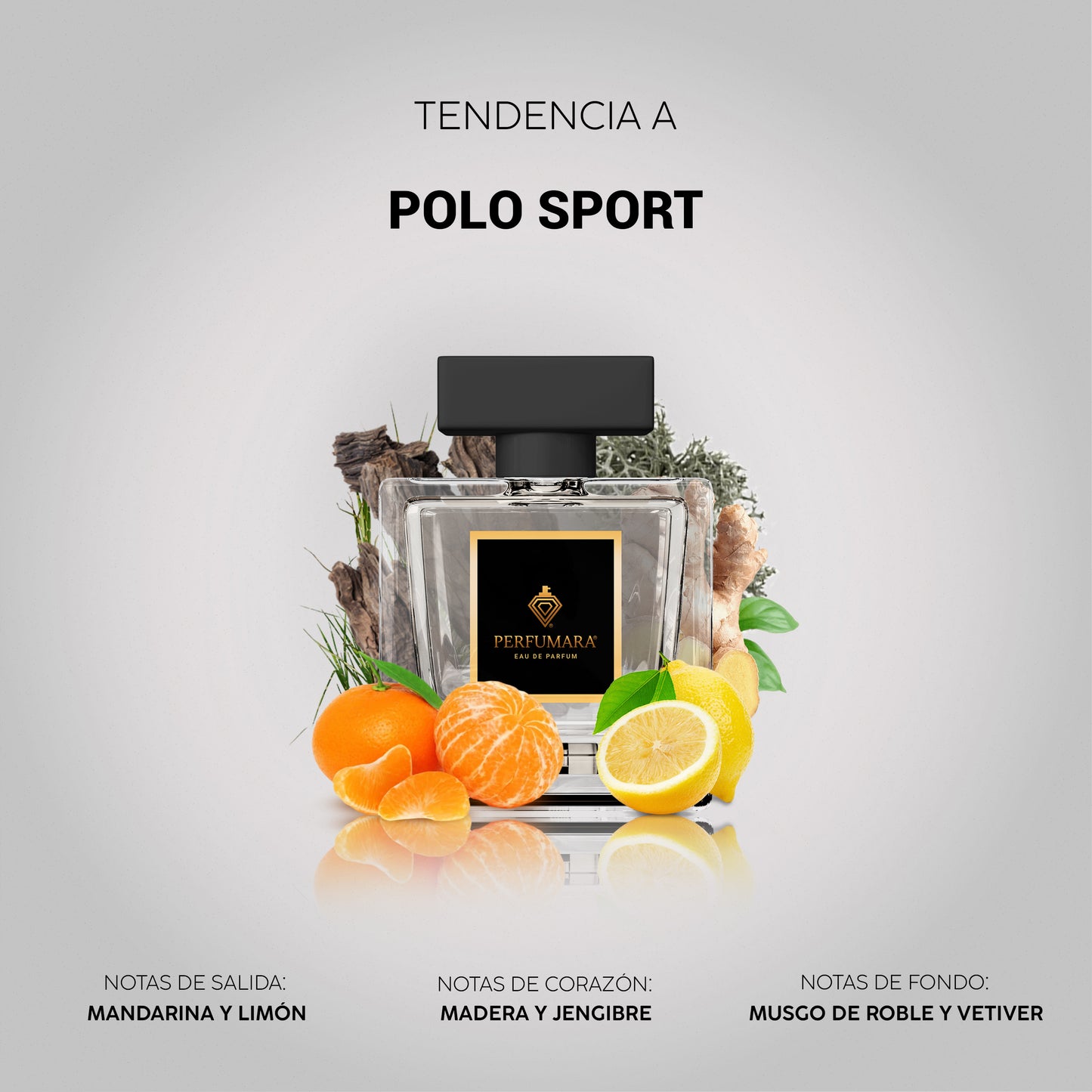 CABALLERO TOP PAL GYM