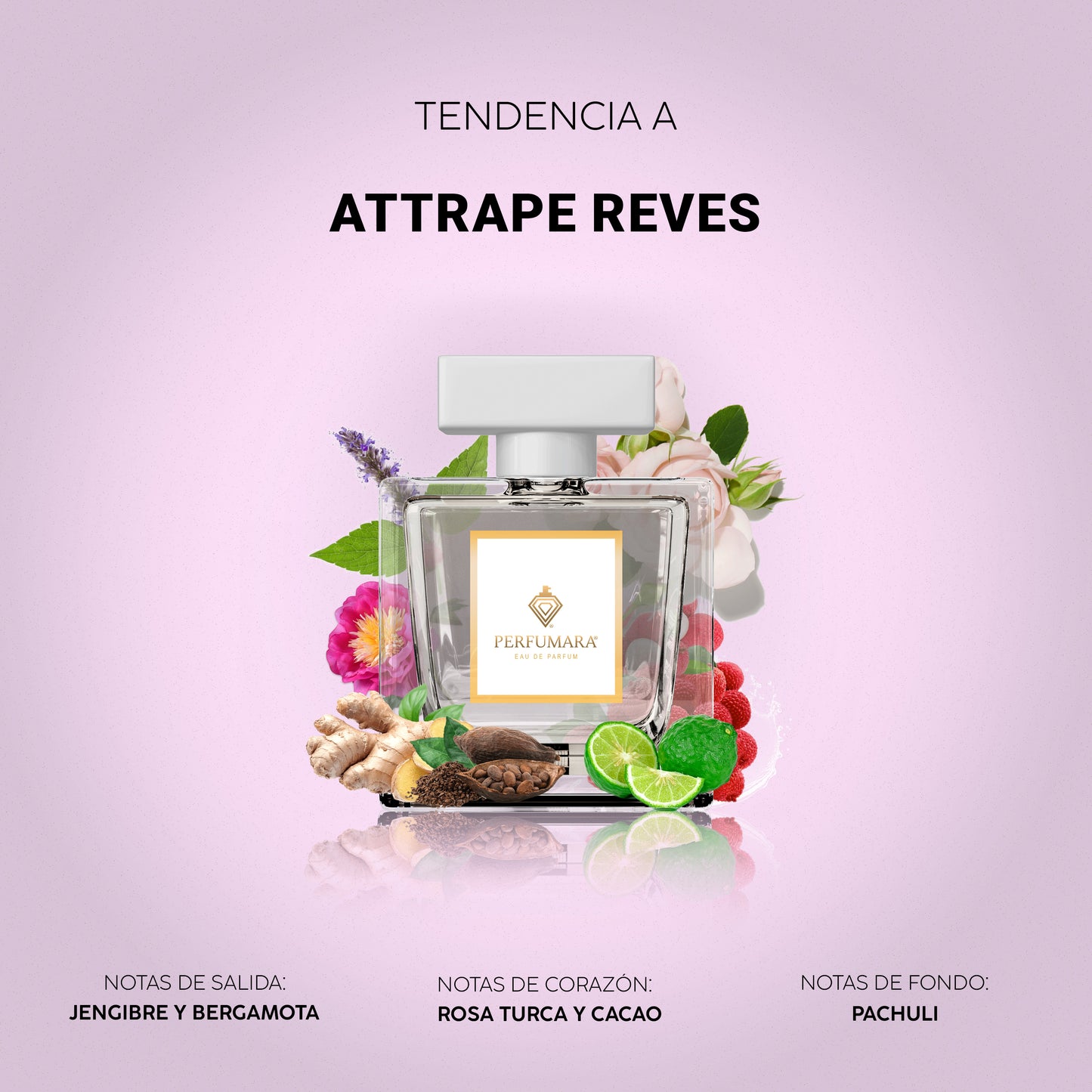 Tendencia a DAttrape-Rêves