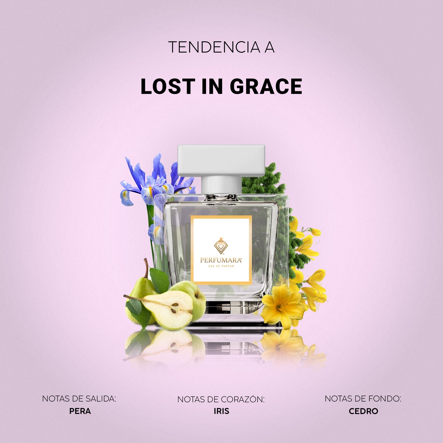 Tendencia a DLost in Grace