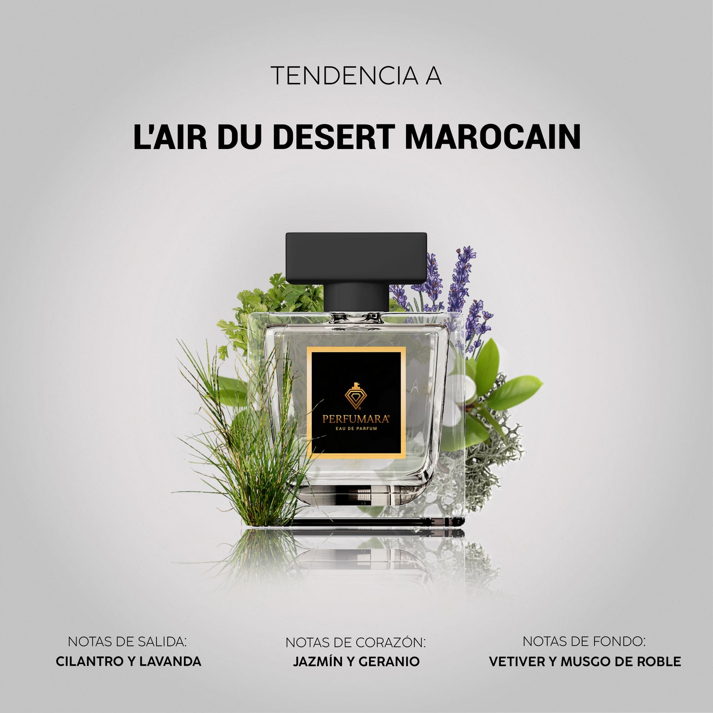 Tendencia a UL'Air du Desert Marocain