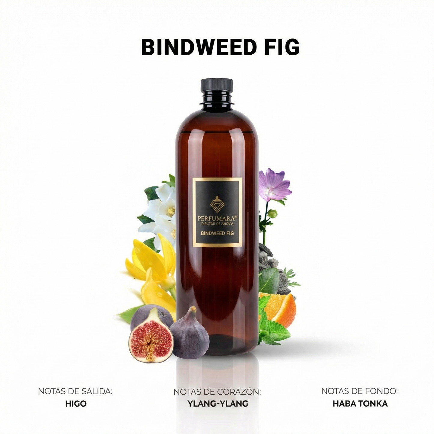 Bindweed Fig