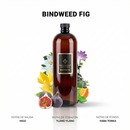 Bindweed Fig