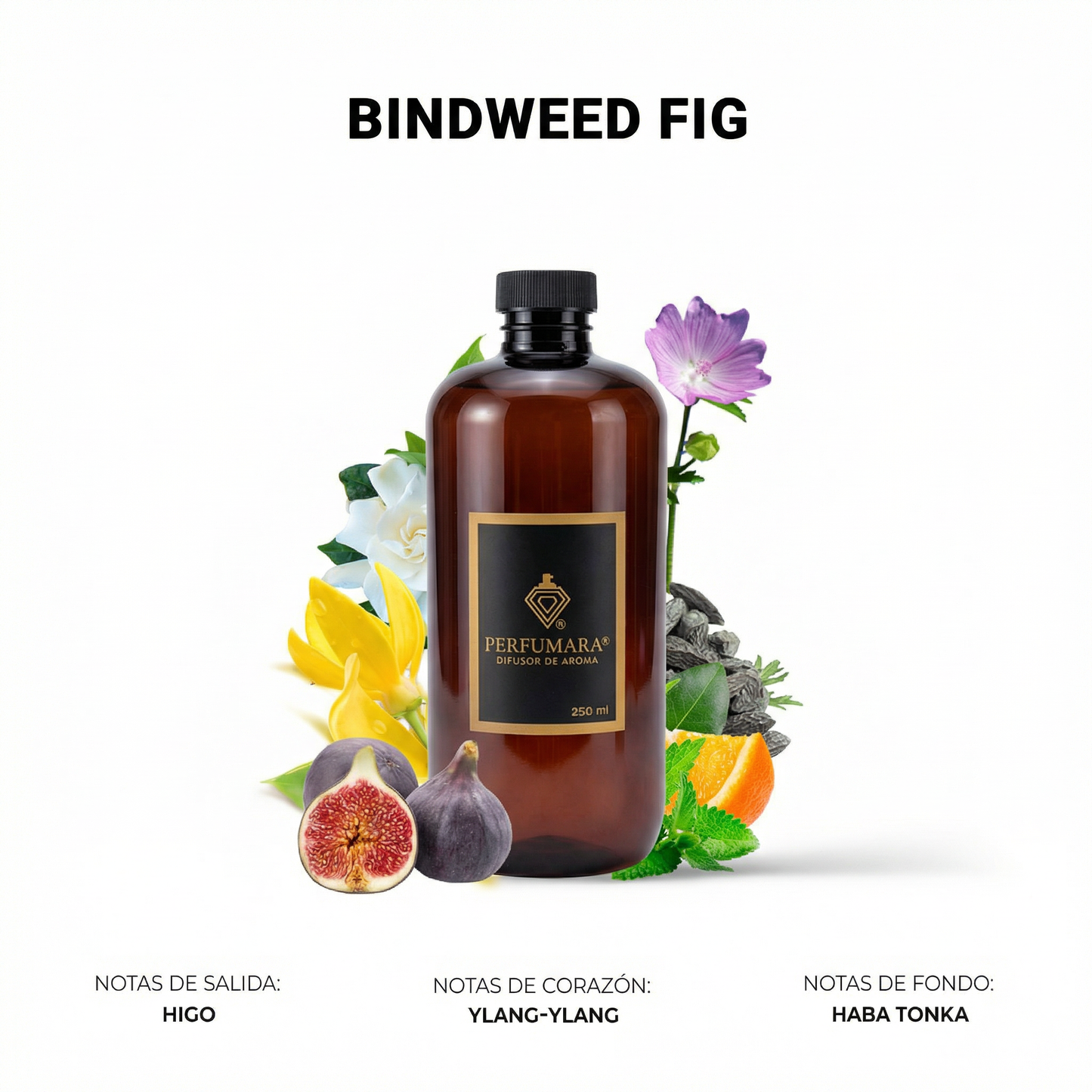 Bindweed Fig