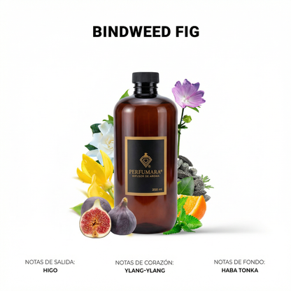 Bindweed Fig