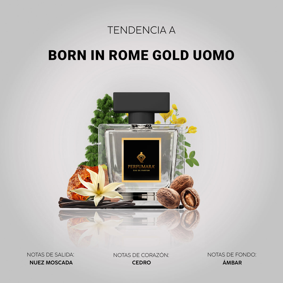Tendencia a Nacido en Roma Extradosis Uomo