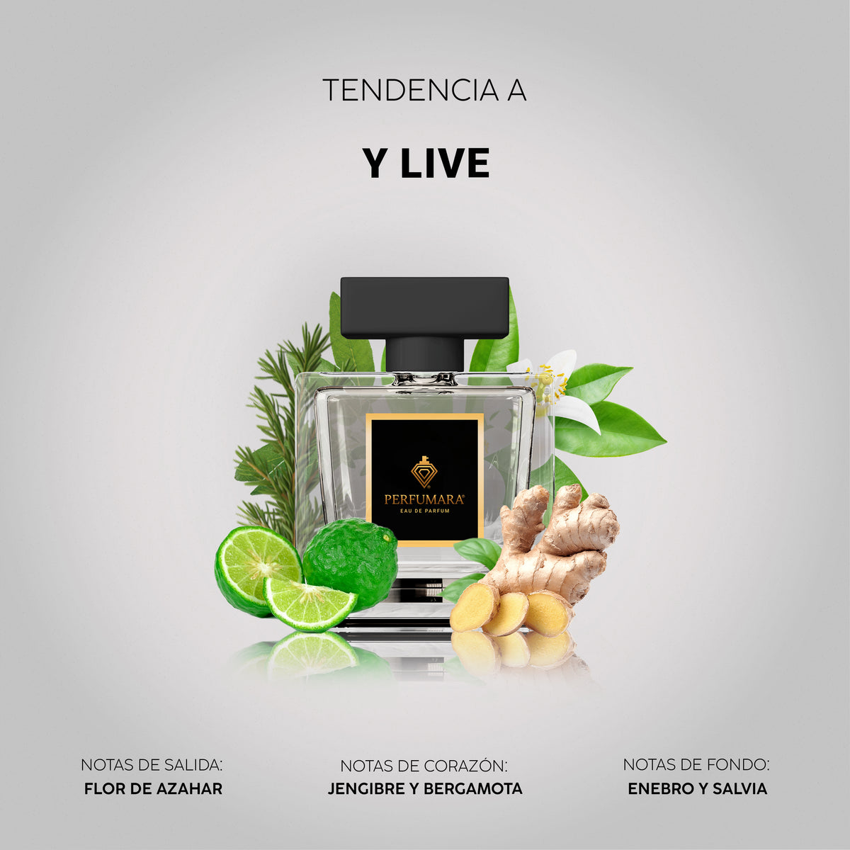 Tendencia a Y Live