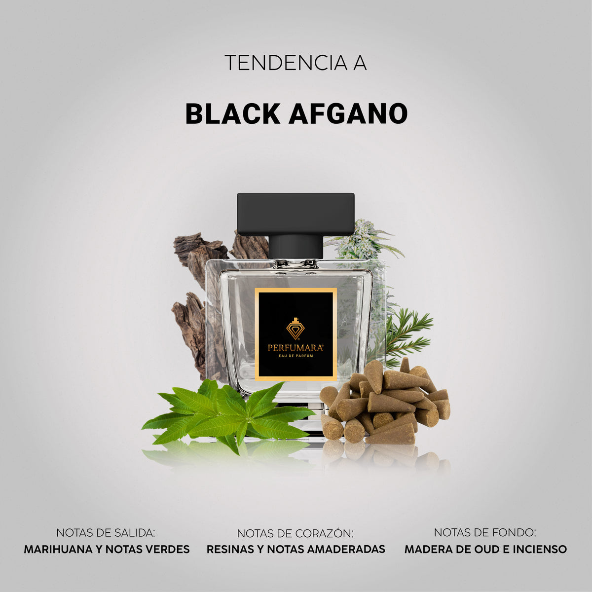 Tendencia a Black Afgano