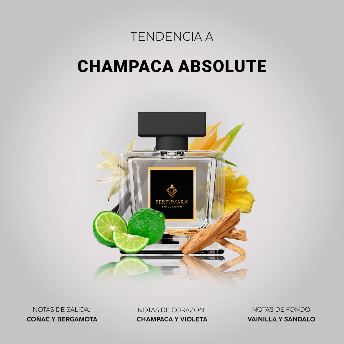 Tendencia a Champaca Absolute