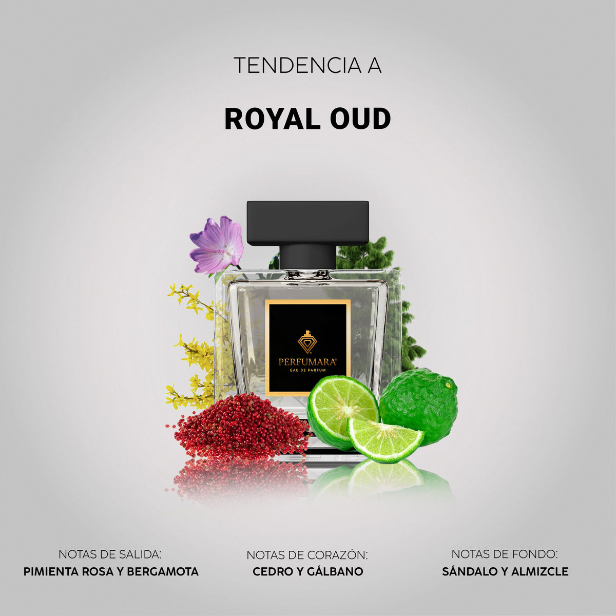 Tendencia a Royal Oud