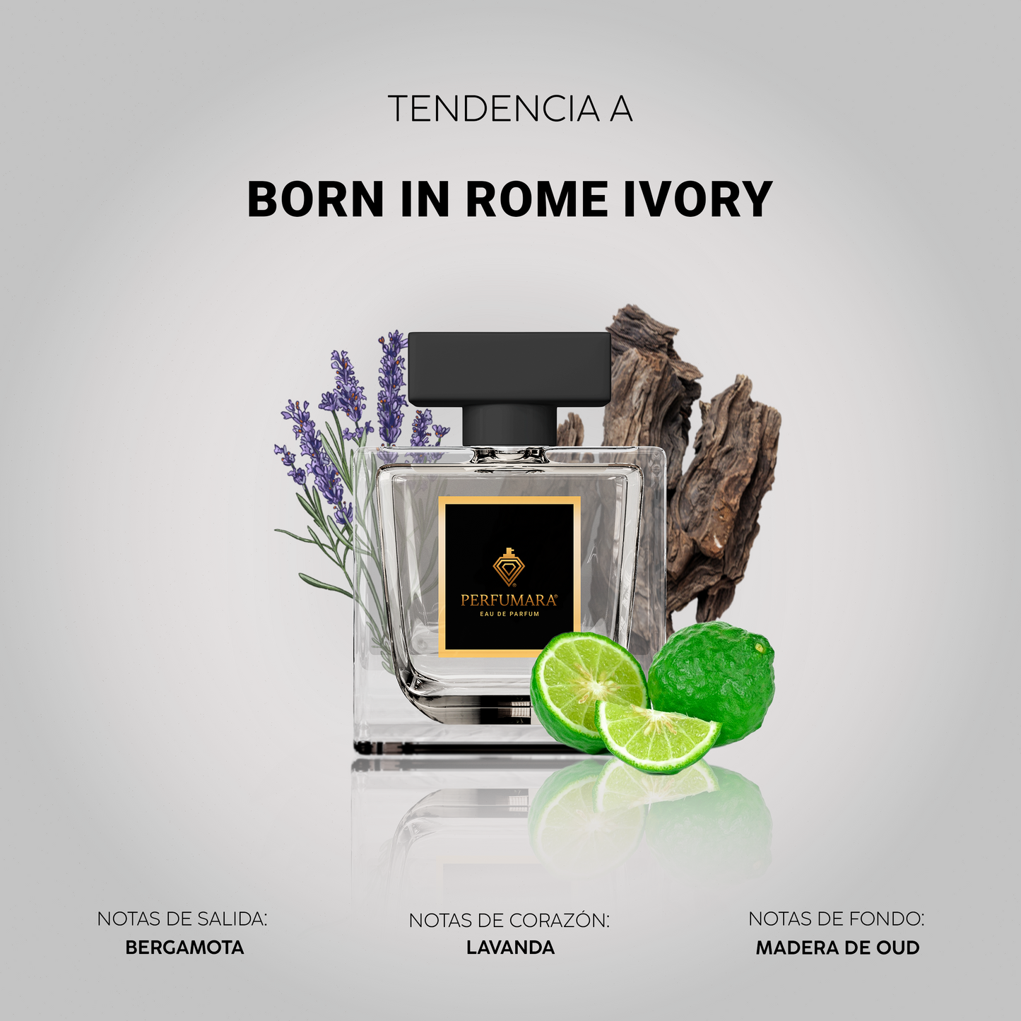 Tendencia a CBorn In Rome Ivory