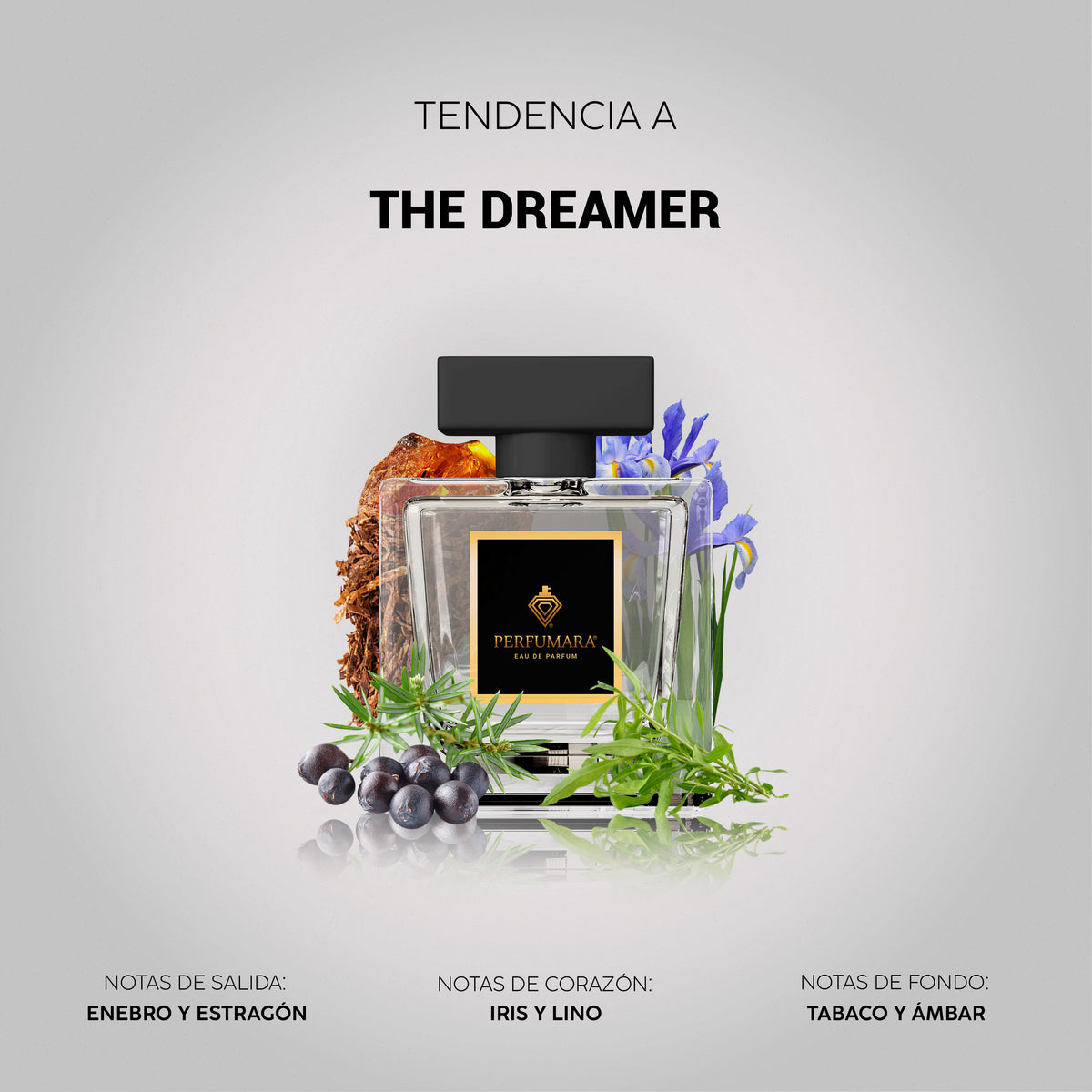 Tendencia a The Dreamer