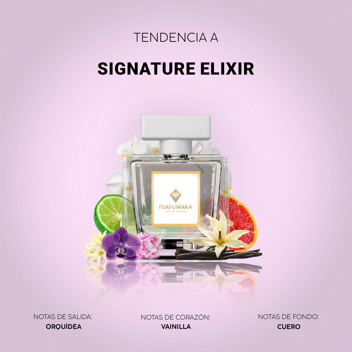Tendencia a Signature Elixir