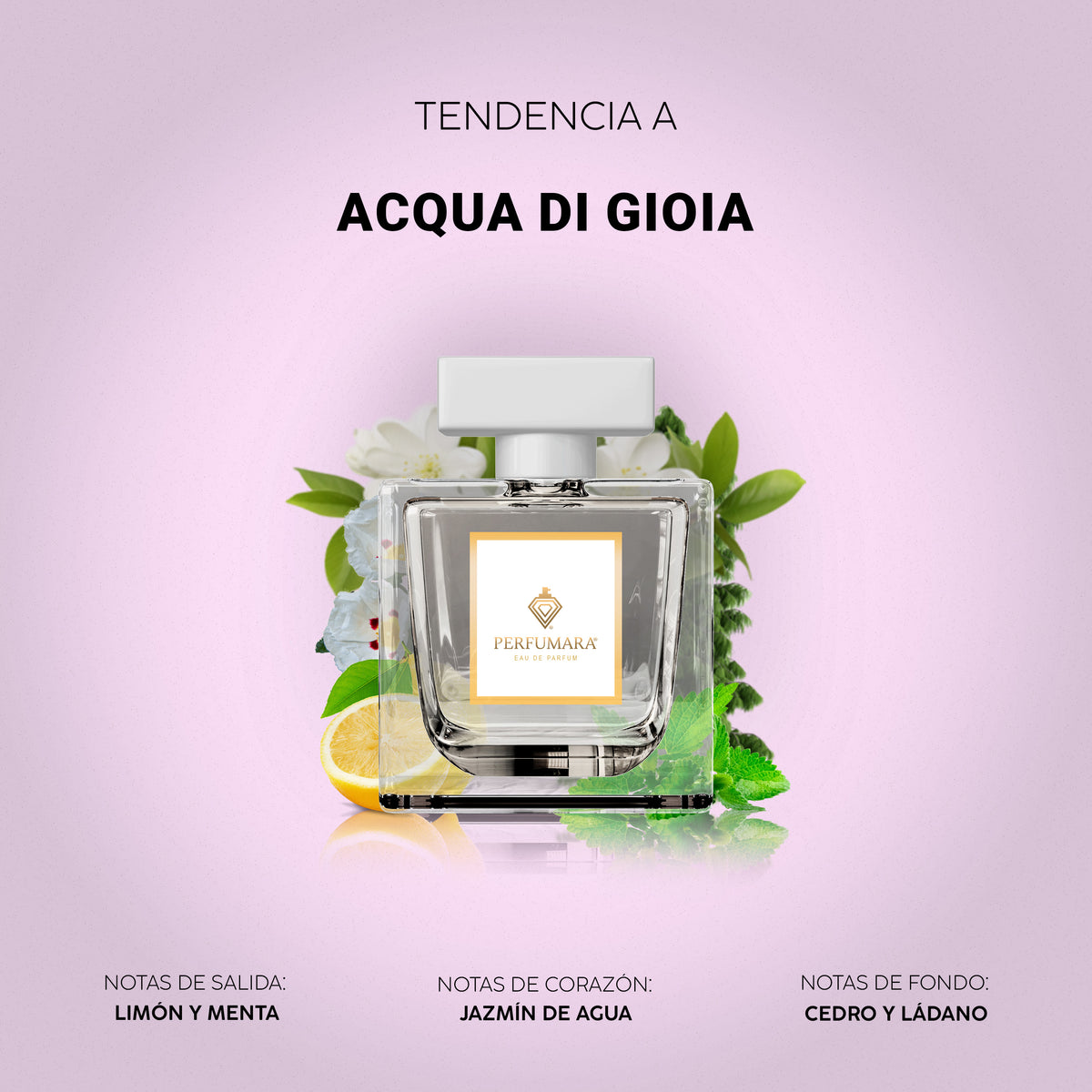 Tendencia a Aqua di Gioia