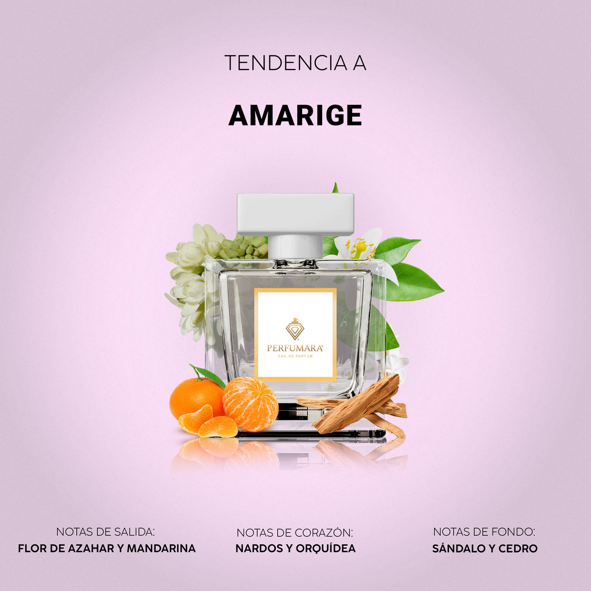 Tendencia a Amarige