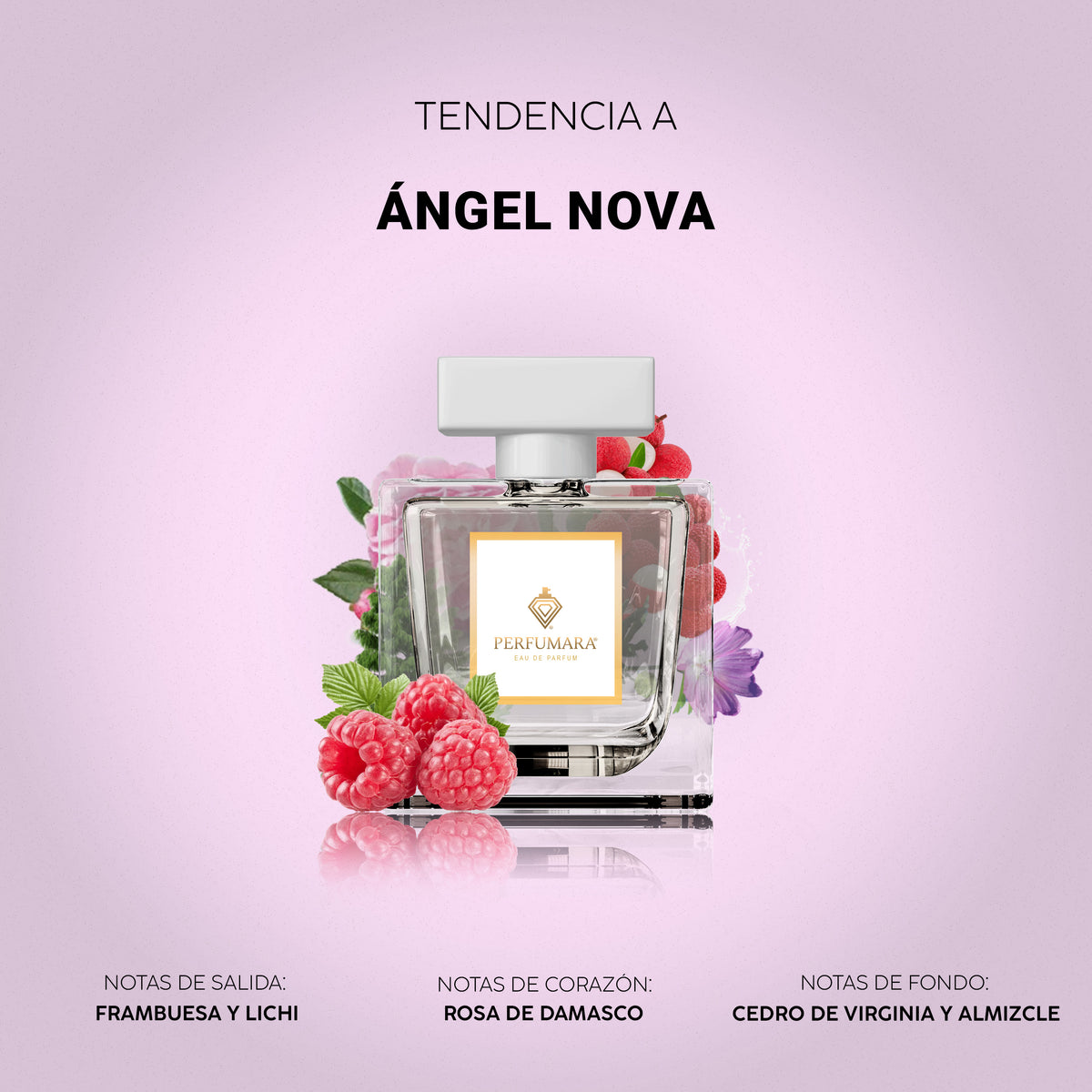 Tendencia a Angel Nova