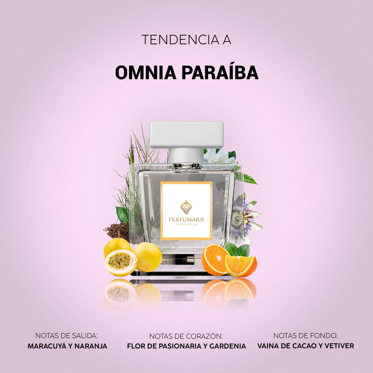 Tendencia a Omnia Paraiba