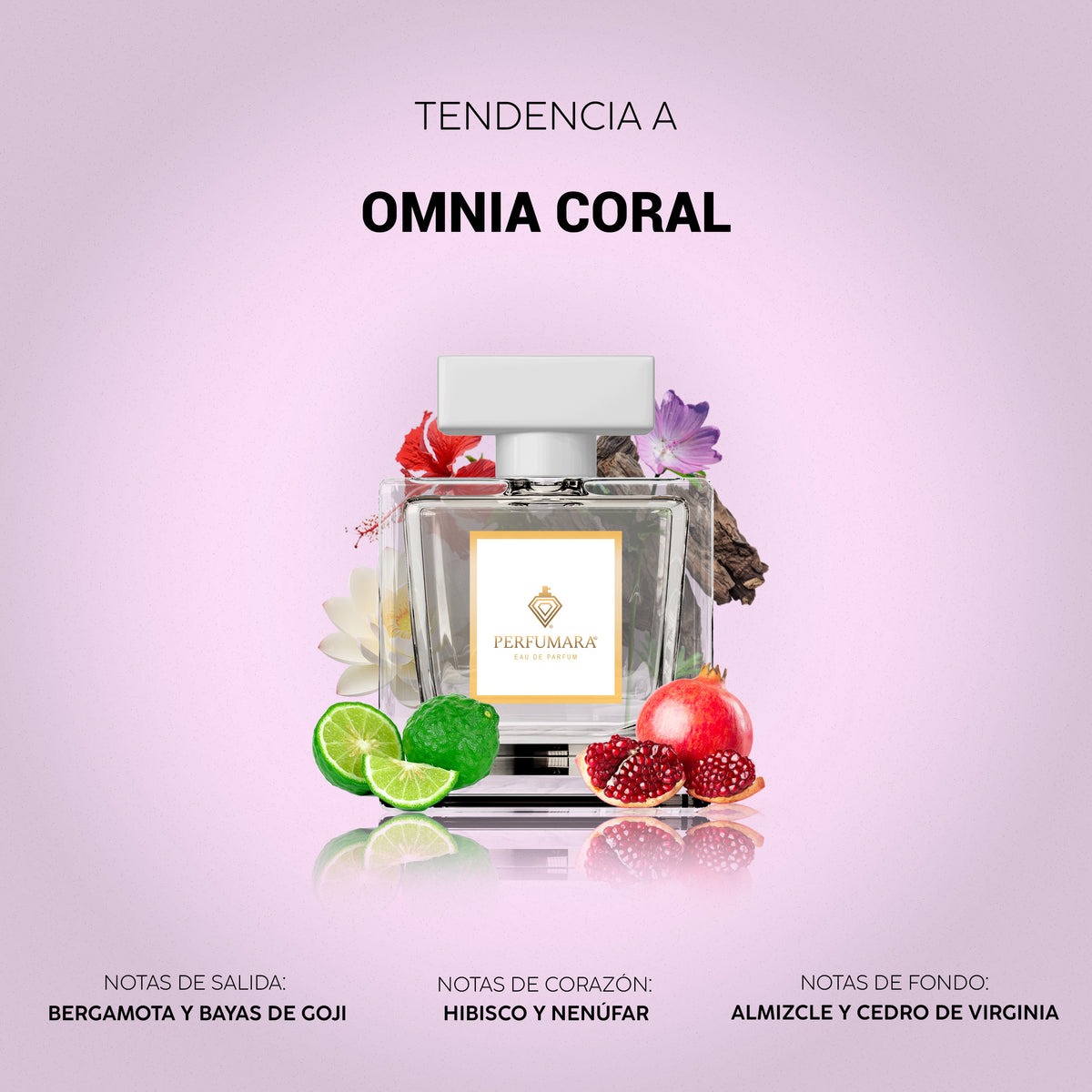 Tendencia a Omnia Coral