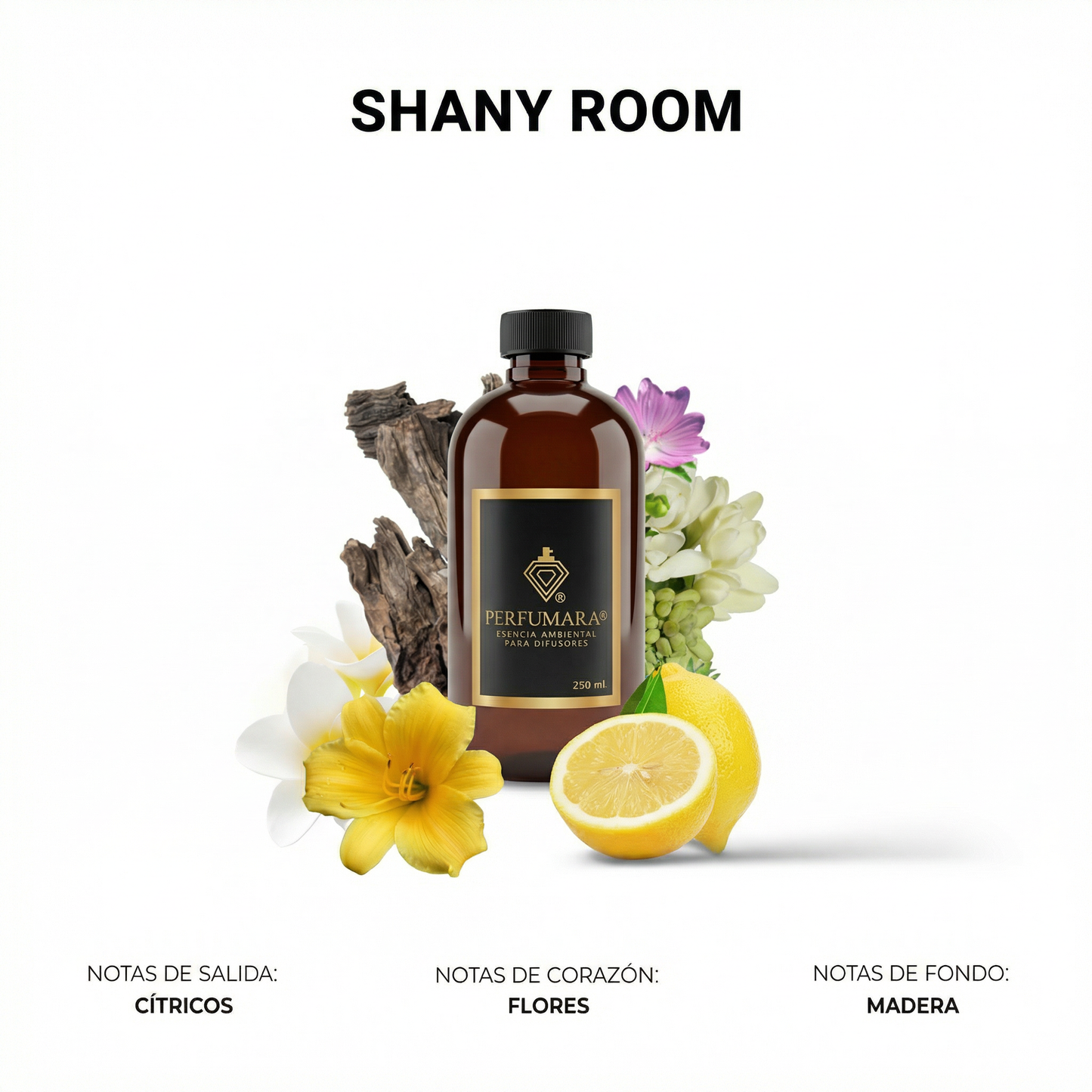 Shany Room